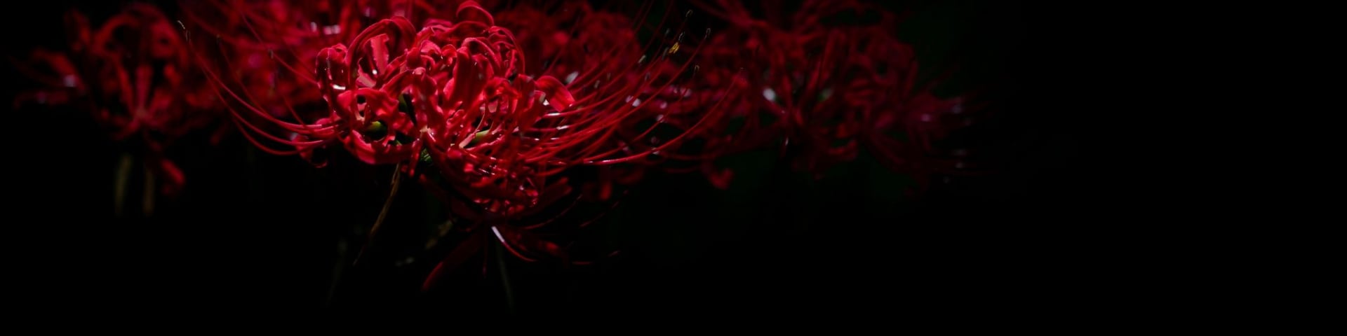 SHTL's banner