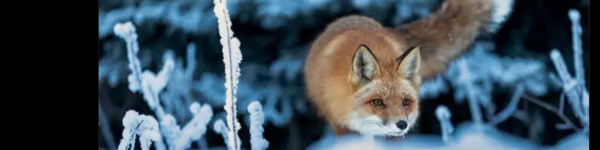 Лиса украла гильдию's banner