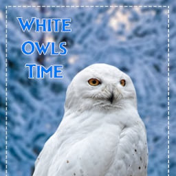 White Owls Time