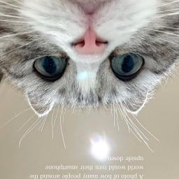 Muroma
