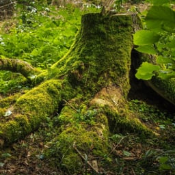 stumpick