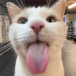 MasterFu