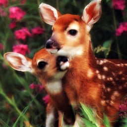 Small deer