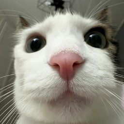Meow