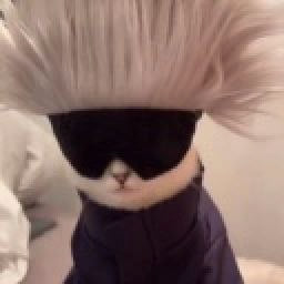 kot
