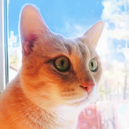 КотьКа