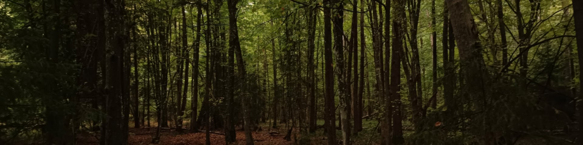 MaestroXID's banner